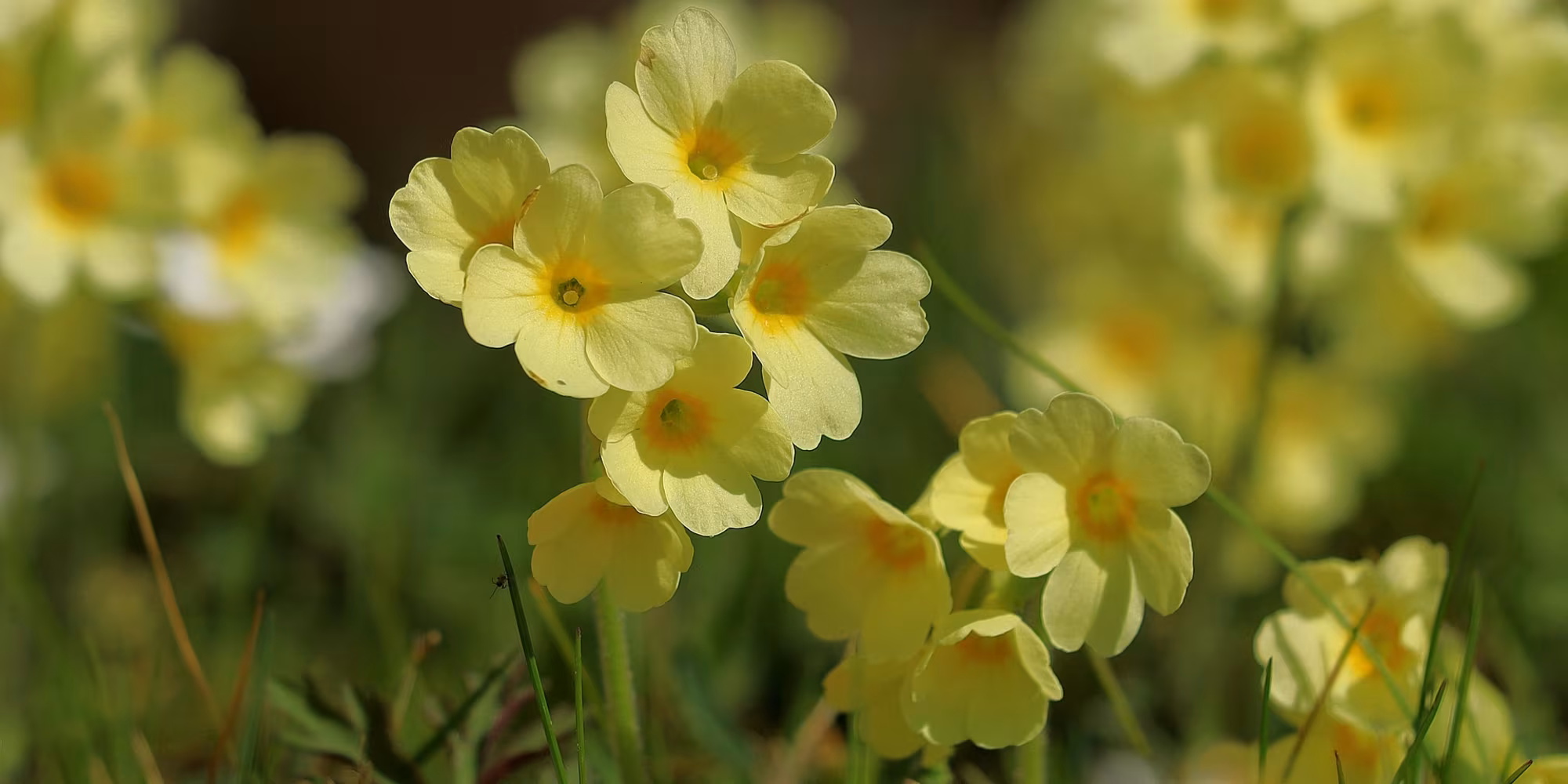 Schlüsselblumen im Frühling