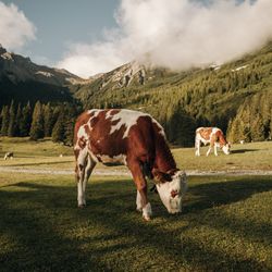 Kühe grasen auf einer Wiese im Wald in den Bergen bei Sonnenschein